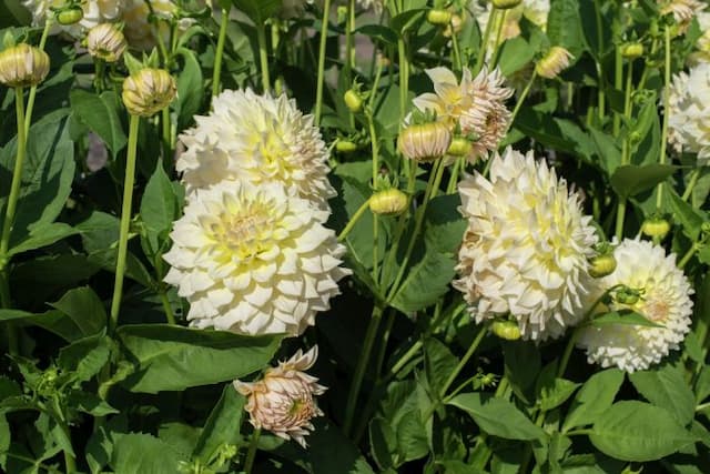 Dahlia 'Westerton Lilian'