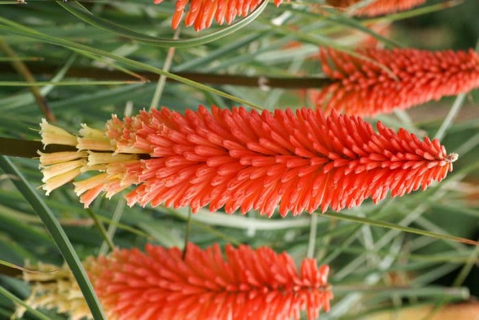 red-hot poker 'Incandesce'