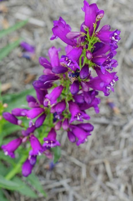 penstemon 'Purple Riding Hood'