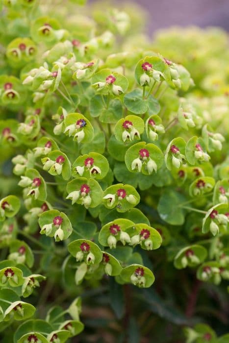 Martin's spurge 'Kolibri'