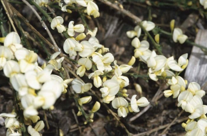 Kew broom