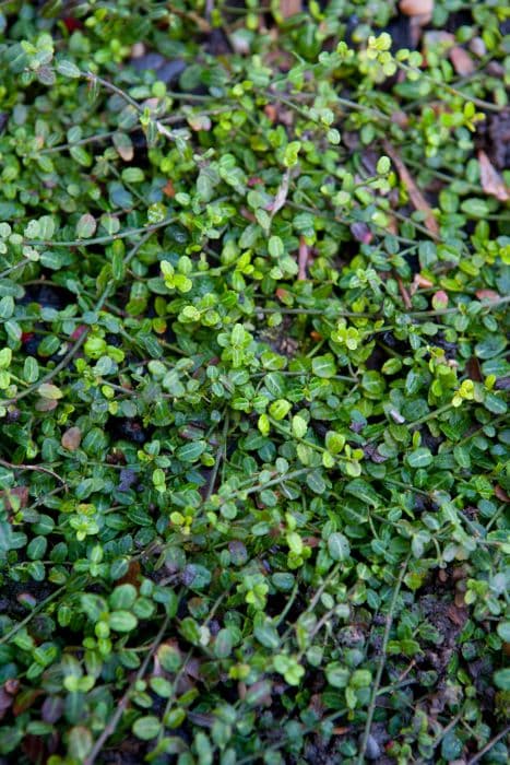 spindle 'Kewensis'