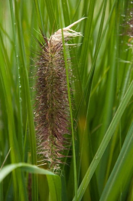 Chinese fountain grass 'Moudry'