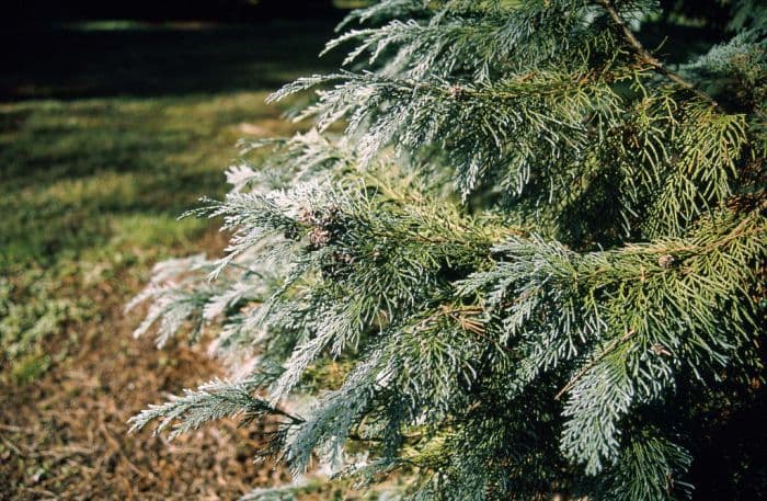 Lawson's cypress 'Triomf van Boskoop'