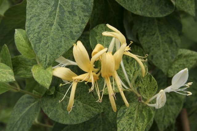 Japanese honeysuckle 'Mint Crisp'