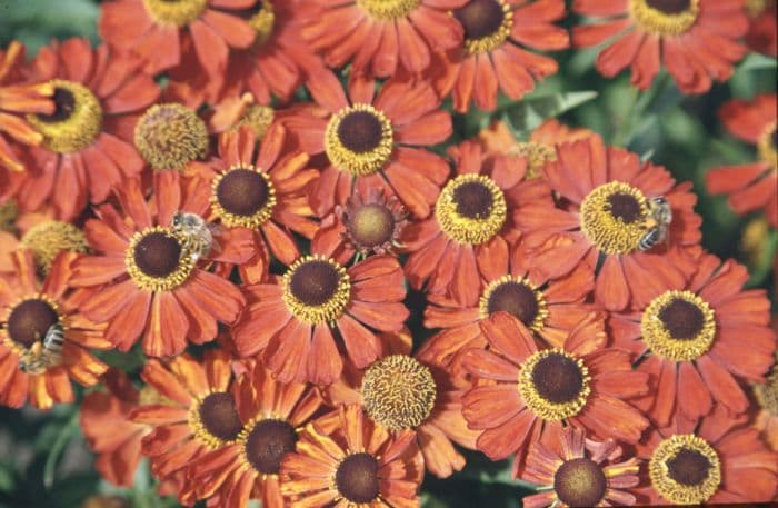 sneezeweed 'Rubinzwerg'