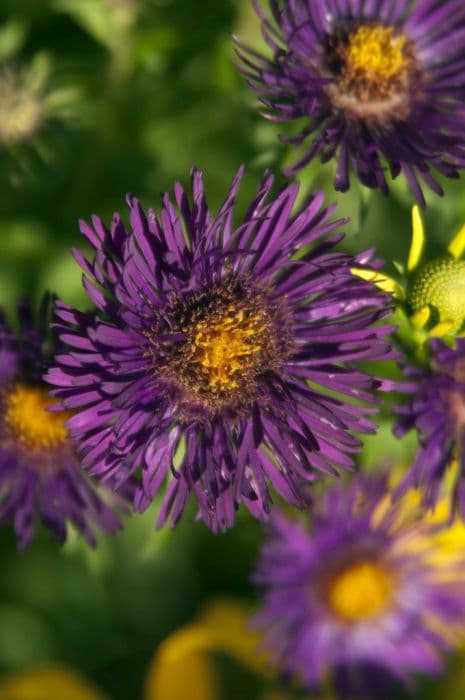 New England aster 'Marina Wolkonsky'