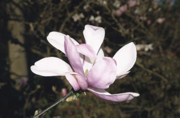 magnolia 'Ann'