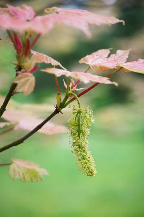 sycamore 'Brilliantissimum'