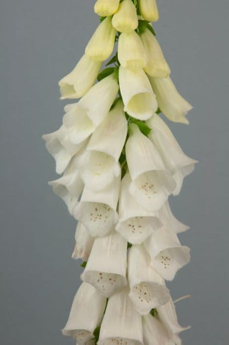 white-flowered foxglove