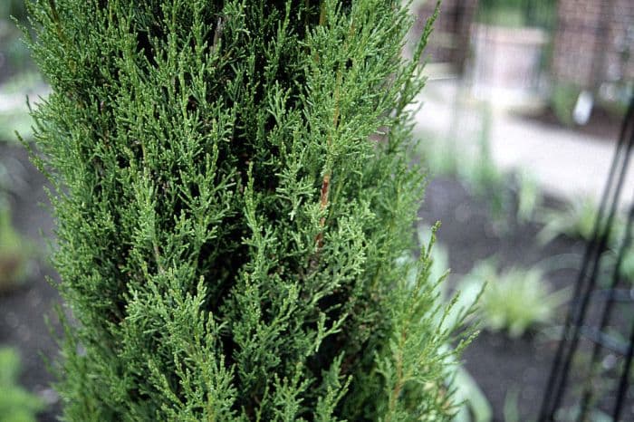 Italian cypress Stricta Group