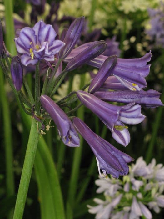 African lily 'Black Pantha'