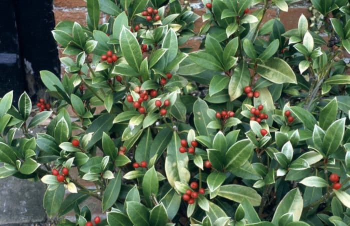 skimmia 'Nymans'