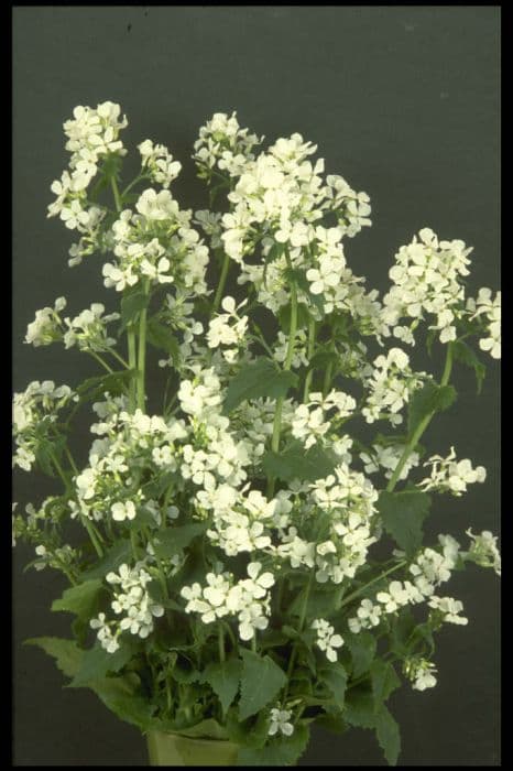 White-flowered honesty