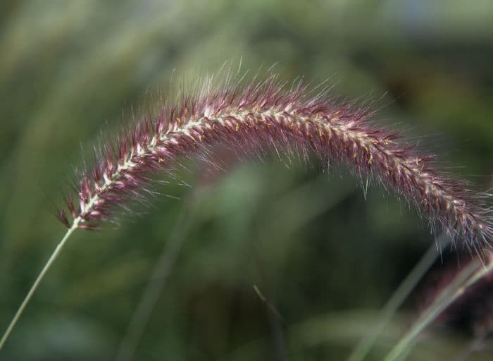 fountain grass 'Rubrum'