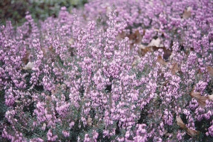 heather 'Loughrigg'