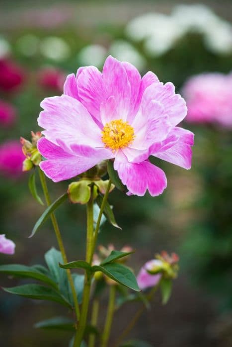 peoony 'Fen Yu Nu'