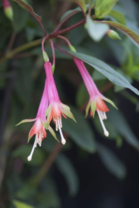 Toothed fuchsia