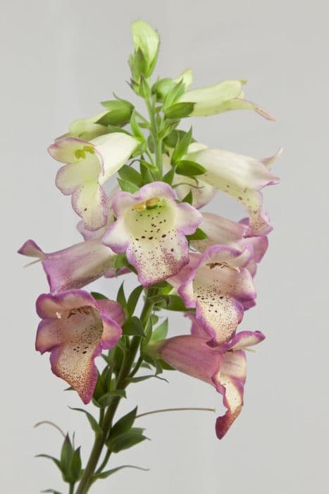 foxglove Illumination Series