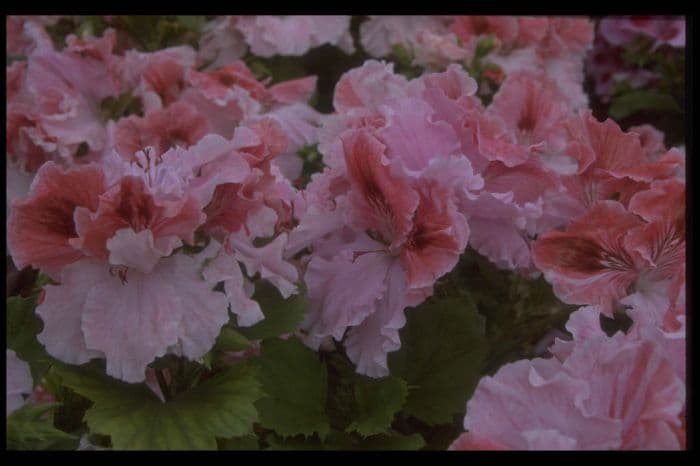 pelargonium 'Splendour'