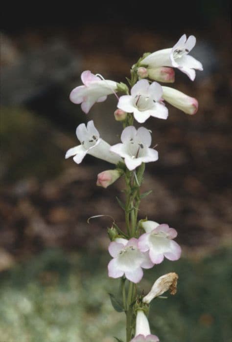 penstemon 'Thorn'