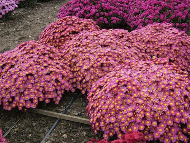 Chrysanthemum 'Tinseltown'