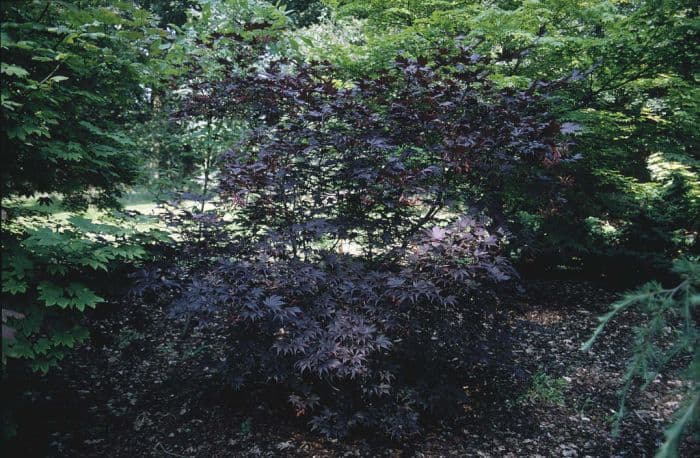 Japanese maple 'Bloodgood'