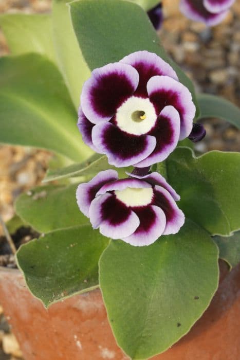 auricula 'Larry'