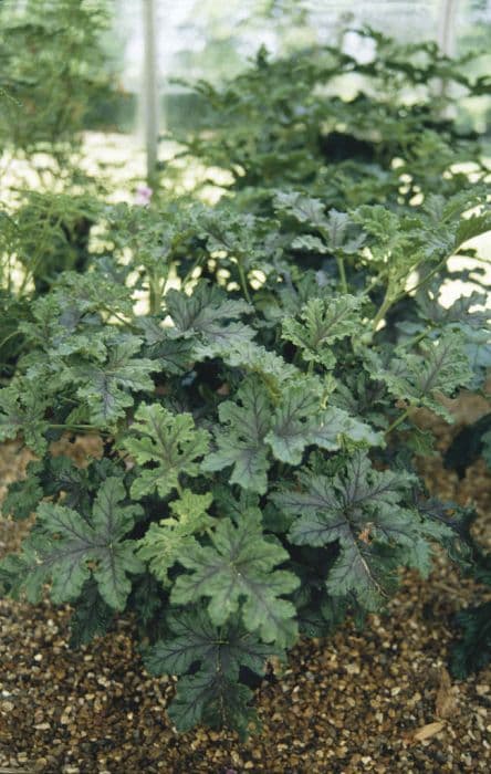 pelargonium 'Royal Oak'