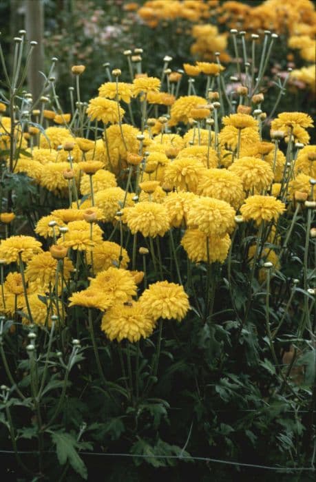 chrysanthemum 'Pinocchio'