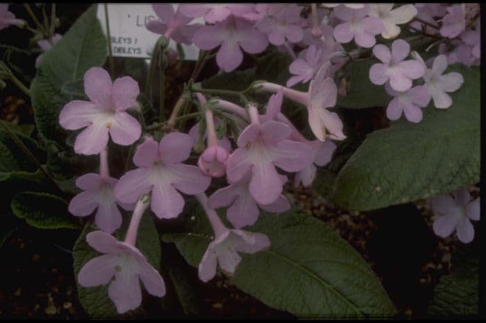 Cape primrose 'Lisa'