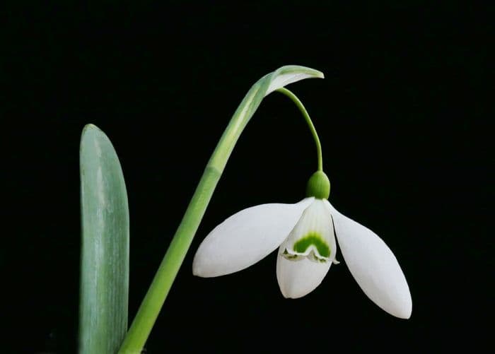 snowdrop 'Little Ben'