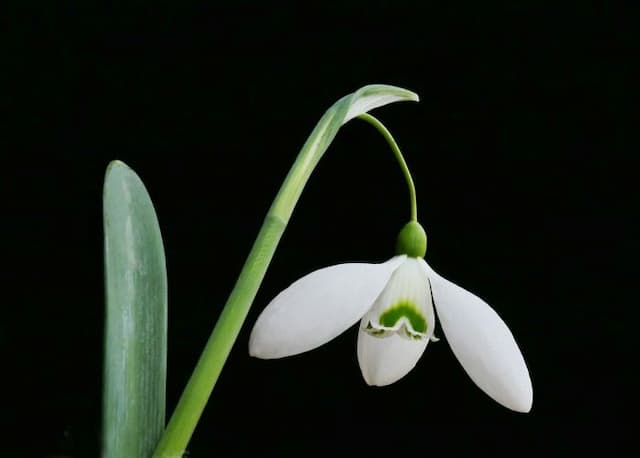 Snowdrop 'Little Ben'