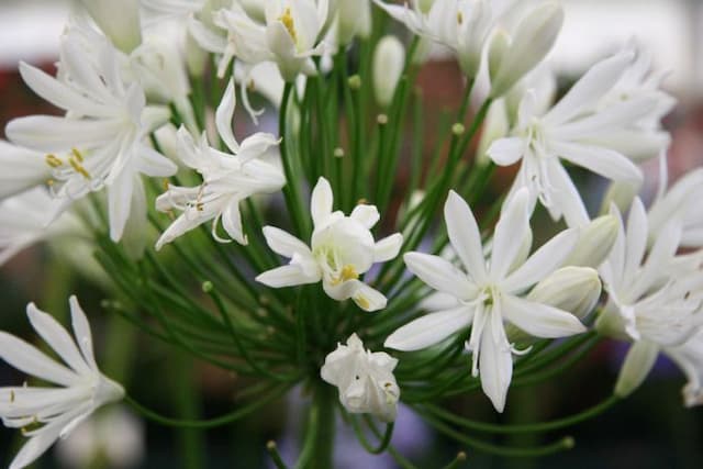 African lily 'White Heaven'