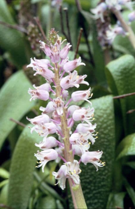 blistered Cape cowslip