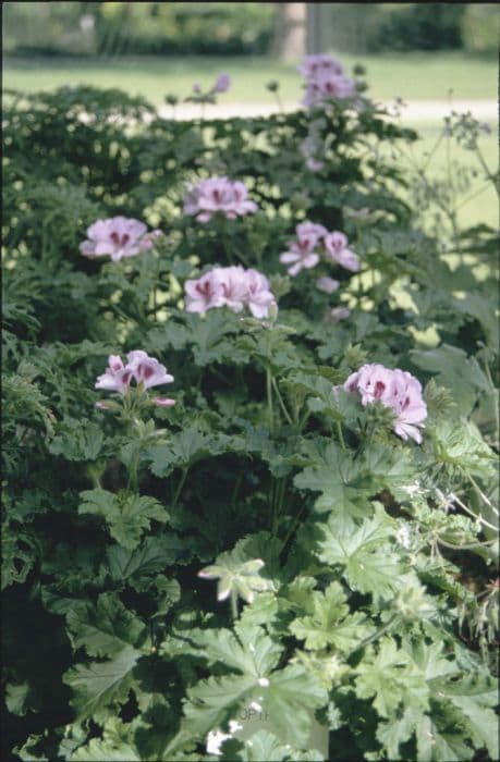 pelargonium 'Copthorne'