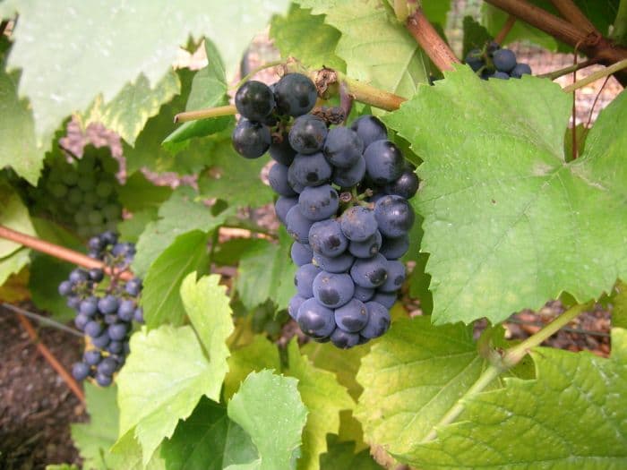 grape 'Triomphe d'Alsace'