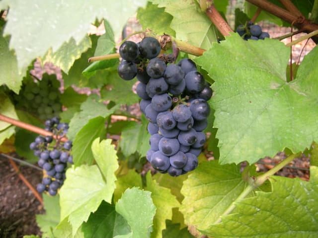 Grape 'Triomphe d'Alsace'