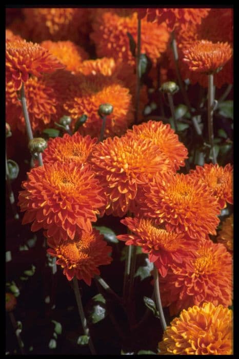Chrysanthemum 'Pennine Ginger'