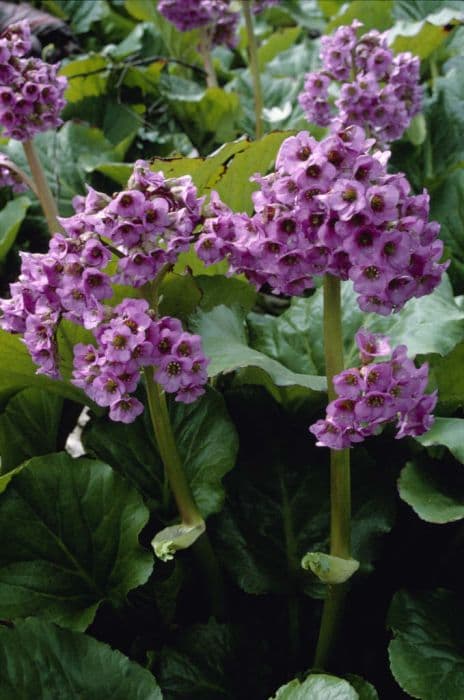 heart-leaf bergenia