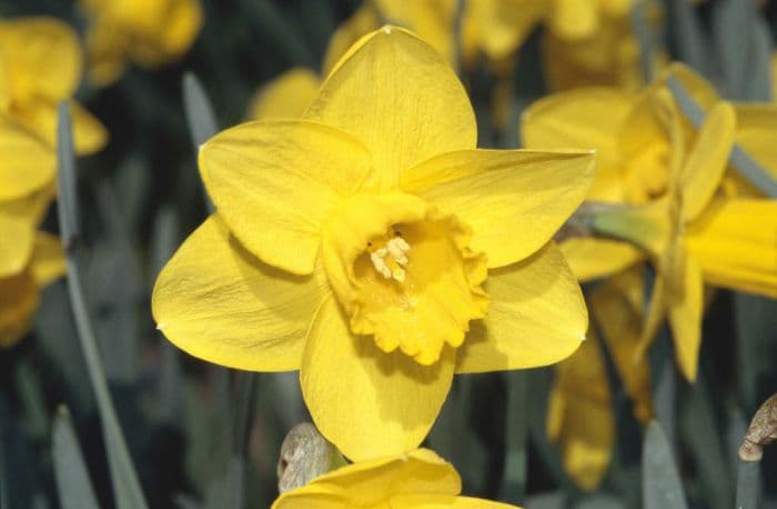 daffodil 'Trebah'