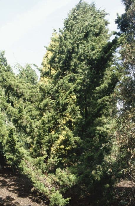 Chinese juniper 'Kaizuka'