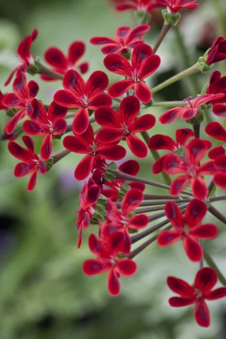 pelargonium 'Ardens'