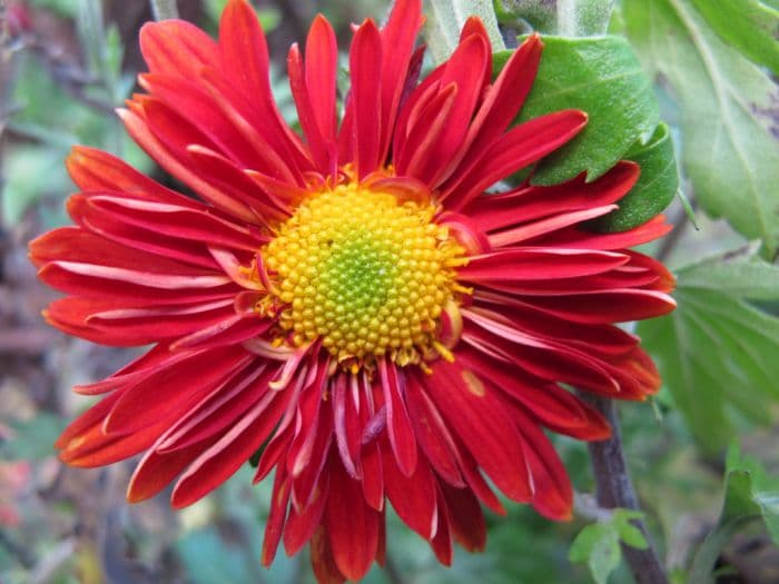 chrysanthemum 'Topsy'