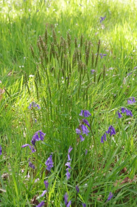 sweet vernal grass