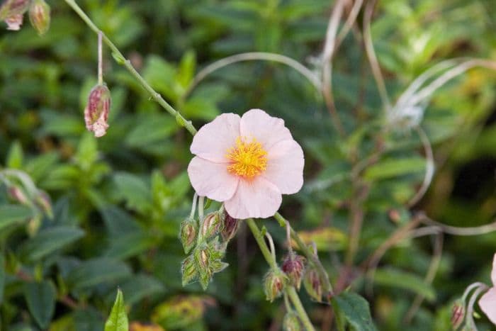 rock rose 'Highdown Apricot'