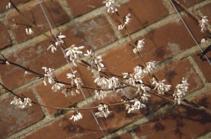 white forsythia 'Roseum'