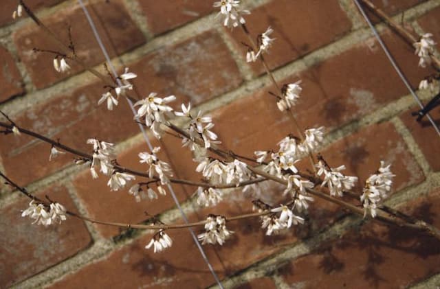 White forsythia 'Roseum'