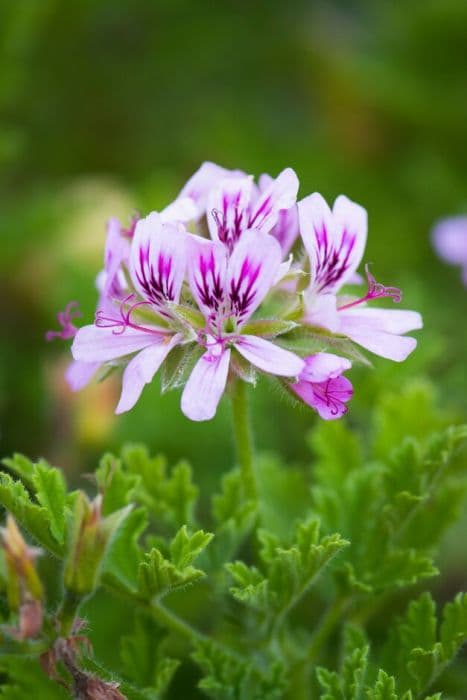 pelargonium 'Camphor Rose'