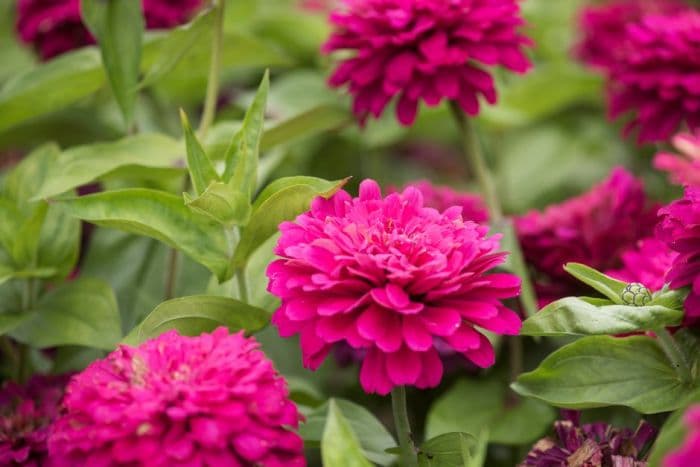 zinnia 'Uproar Rose'